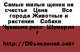 Самые милые щенки на счастье › Цена ­ 1 - Все города Животные и растения » Собаки   . Чувашия респ.,Шумерля г.